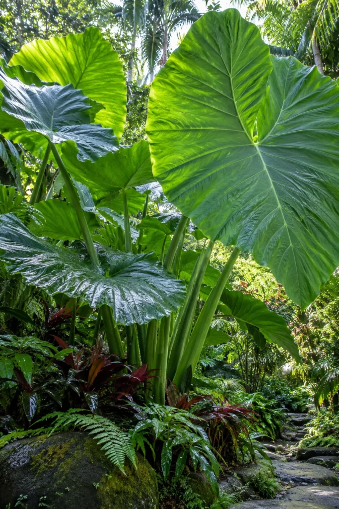 26. Elephant Ear for Leaves Bigger Than Your Head