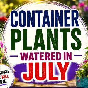 Container plants watered in july