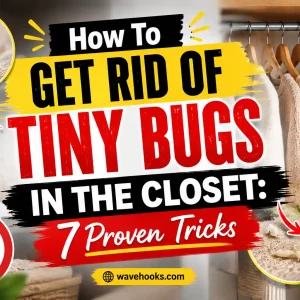 How to get rid of tiny bugs in the closet